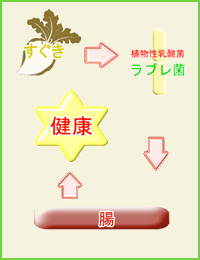 すぐき相関図